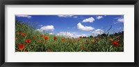 Framed Red poppies blooming in a field, Baden-Wurttemberg, Germany