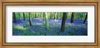 Framed Bluebells in a forest, Charfield, Gloucestershire, England