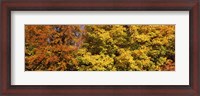 Framed Autumnal trees in a park, Ludwigsburg Park, Ludwigsburg, Baden-Wurttemberg, Germany