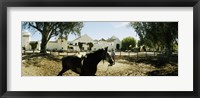 Framed Horse running in an paddock, Gerena, Seville, Seville Province, Andalusia, Spain