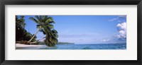 Framed Palm trees on the beach, Indonesia