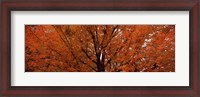 Framed Maple tree in autumn, Vermont, USA
