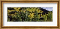 Framed Newlywed couple in a forest, Aspen, Pitkin County, Colorado, USA