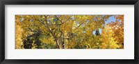 Framed Aspen trees with foliage in autumn, Colorado, USA