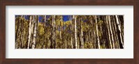 Framed Aspen tree trunks in autumn, Colorado, USA