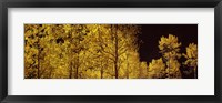 Framed Aspen trees in autumn with night sky, Colorado, USA