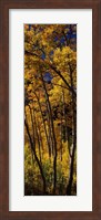 Framed Tall Aspen trees in autumn, Colorado, USA