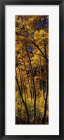 Framed Tall Aspen trees in autumn, Colorado, USA