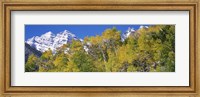 Framed Forest with snowcapped mountains in the background, Maroon Bells, Aspen, Pitkin County, Colorado, USA