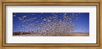 Framed Snow Geest, Bosque del Apache National Wildlife Reserve, New Mexico, USA