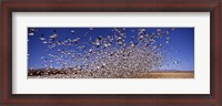 Framed Snow Geest, Bosque del Apache National Wildlife Reserve, New Mexico, USA