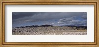 Framed Flock of Snow Geese Flying Under a Cloudy Sky, Bosque del Apache National Wildlife Reserve, New Mexico