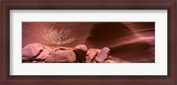 Framed Bare Tree and Rock formations, Antelope Canyon, Arizona