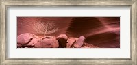 Framed Bare Tree and Rock formations, Antelope Canyon, Arizona