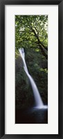 Framed Waterfall in a forest, Horsetail falls, Larch Mountain, Hood River, Columbia River Gorge, Oregon, USA