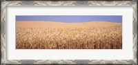 Framed Golden wheat in a field, Palouse, Whitman County, Washington State, USA