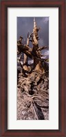 Framed Bristlecone pine tree (Pinus longaeva) under cloudy sky, Inyo County, California, USA