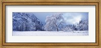 Framed Snow covered oak tree in a valley, Yosemite National Park, California, USA