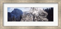 Framed Low angle view of a snow covered oak tree, Yosemite National Park, California, USA