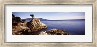 Framed Cypress tree at the coast, The Lone Cypress, 17 mile Drive, Carmel, California