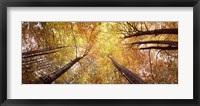 Framed Low angle view of trees with yellow foliage, Bavaria, Germany