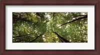 Framed Low angle view of trees with green foliage, Bavaria, Germany