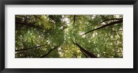 Framed Low angle view of trees with green foliage, Bavaria, Germany
