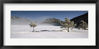 Framed Trees on a snow covered landscape, French Riviera, France
