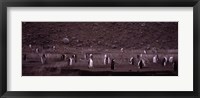 Framed Penguins make their way to the colony, Baily Head, Deception Island, South Shetland Islands, Antarctica