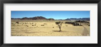 Framed Horse ranch on a homestead, Namibia