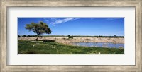 Framed Wild animals at a waterhole, Okaukuejo, Etosha National Park, Kunene Region, Namibia