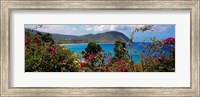 Framed Tropical flowers at the seaside, Deshaies Beach, Deshaies, Guadeloupe