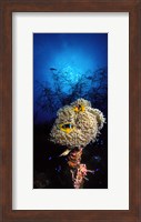 Framed Sea anemone and Allard's anemonefish (Amphiprion allardi) in the ocean