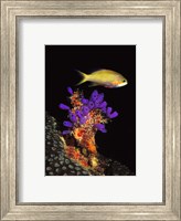 Framed Bluebell tunicate (Clavelina puertosecensis) and Anthias Fish (Pseudanthias lori) in the sea
