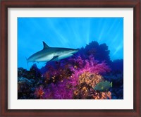 Framed Caribbean Reef shark (Carcharhinus perezi) and Soft corals in the ocean