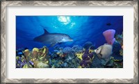 Framed Bottle-Nosed dolphin (Tursiops truncatus) and Gray angelfish (Pomacanthus arcuatus) on coral reef in the sea