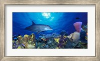Framed Bottle-Nosed dolphin (Tursiops truncatus) and Gray angelfish (Pomacanthus arcuatus) on coral reef in the sea