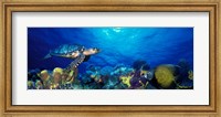 Framed Hawksbill turtle (Eretmochelys Imbricata) and French angelfish (Pomacanthus paru) with Stoplight Parrotfish (Sparisoma viride)