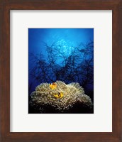 Framed Mat anemone and Allard's anemonefish (Amphiprion allardi) in the ocean