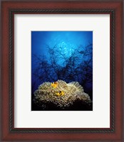Framed Mat anemone and Allard's anemonefish (Amphiprion allardi) in the ocean