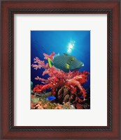 Framed Orange-Lined triggerfish (Balistapus undulatus) and soft corals in the ocean