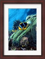 Framed Allard's anemonefish (Amphiprion allardi) in the ocean