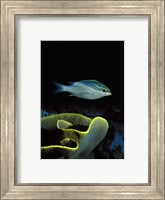 Framed Two-Lined monocle bream (Scolopsis bilineata) and coral in the ocean