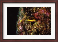 Framed Wrasse blenny in coral wall in the sea