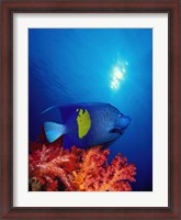 Framed Yellow-Banded angelfish (Pomacanthus maculosus) with soft corals in the ocean