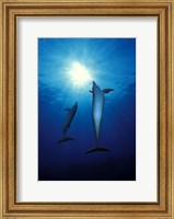 Framed Bottle-Nosed dolphins (Tursiops truncatus) in the sea