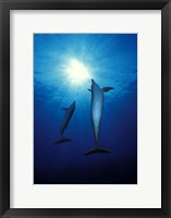 Framed Bottle-Nosed dolphins (Tursiops truncatus) in the sea