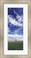 Framed Germany, Baden-Wurttemberg,Single tree in field, clouds