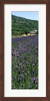 Framed Lavender crop with a monastery in the background, Abbaye De Senanque, Provence-Alpes-Cote d'Azur, France