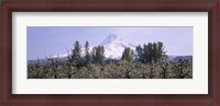 Framed Fruit trees in an orchard with a snowcapped mountain in the background, Mt Hood, Hood River Valley, Oregon, USA